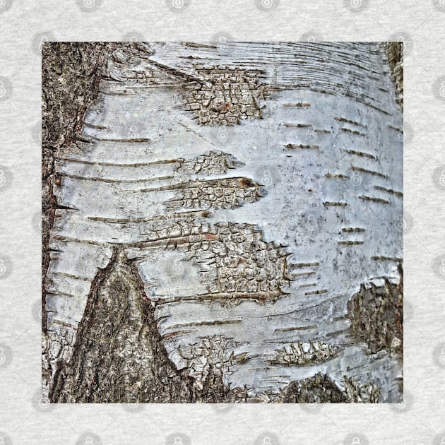 rustic scandinavian nature tree bark white birch by Tina